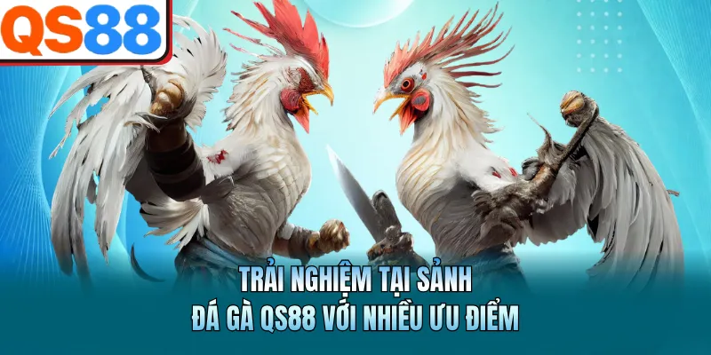 Đá Gà QS88 - Hấp Dẫn, Trực Tiếp Và Mượt Mà Mỗi Ngày 2 Trải nghiệm tại sảnh đá gà QS88 với nhiều ưu điểm